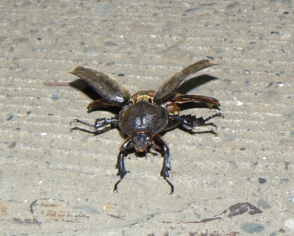 ヤナギ林_道端にカブトムシ♀が不時着_2021年5月26日20時20分頃 気温23度